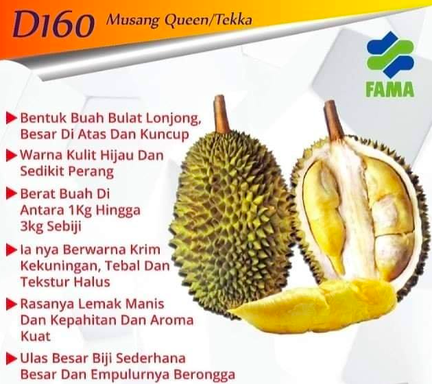 Durian tips pilih â€˜Hantuâ€™ Durian