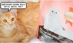 Cara Buat u0027Wetfoodu0027 Untuk Anak Kucing Di Rumah, Barulah Gebu Dan 