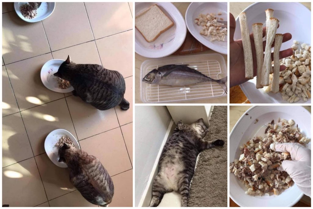 Resep Makanan Kucing Kucing Lidah Kue Resepkoki Renyah Tipis Lebaran
Meleleh