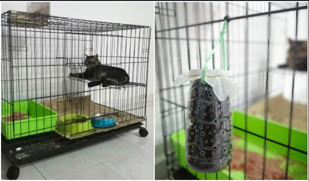 Tips Kurangkan Bau Busuk Najis Kucing Dalam Rumah, Rupanya Boleh 