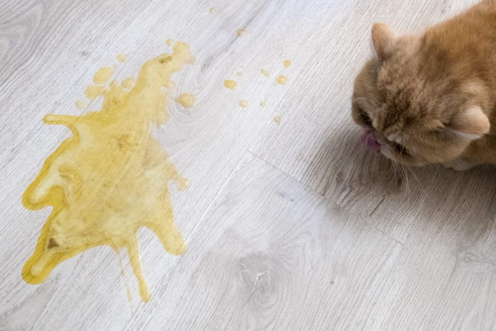 kenapa kucing muntah kuning
