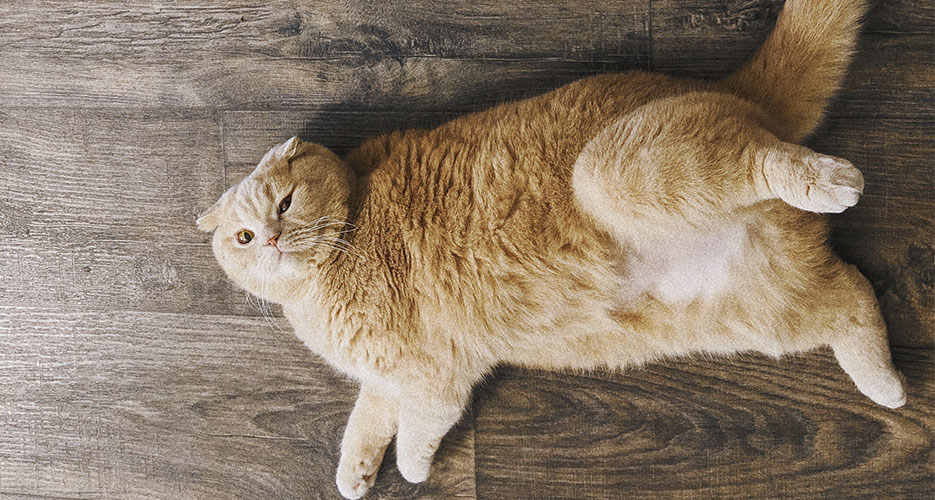 Kesan obesiti pada kucing