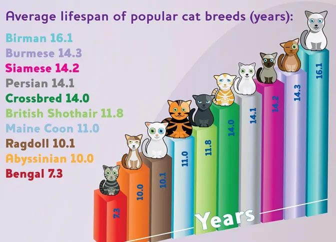 Berapa lama kucing boleh hidup
