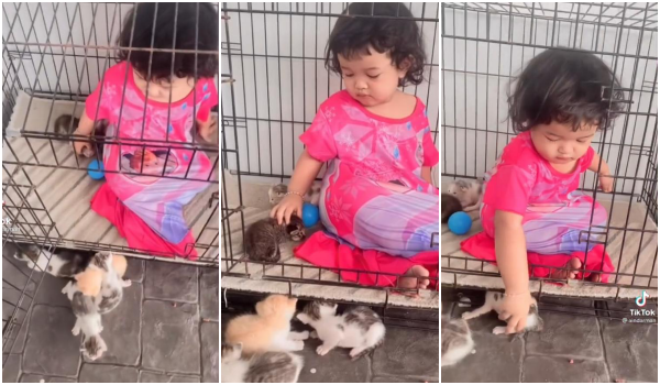VIDEO] Ibu Terkejut Anak Keluarkan Kucing u0026 Duduk Dalam Sangkar 