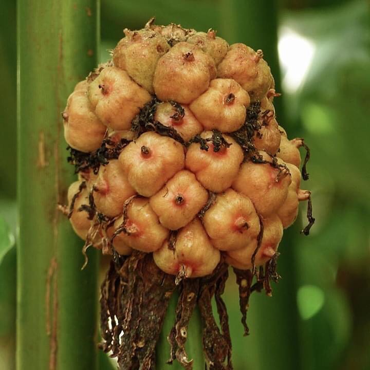 Ilmu Baru Ni Ramai Tak Tahu Buah Pokok Bunga Kantan Boleh Dimakan