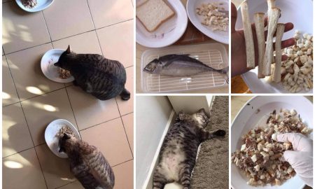 Resepi makanan kucing untuk gemuk