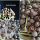 cara rebus kerang