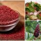 khasiat sumac