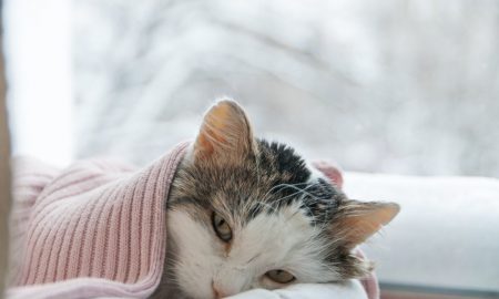 tanda kucing sakit demam