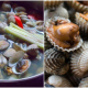 kerang