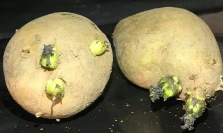 kentang bertunas