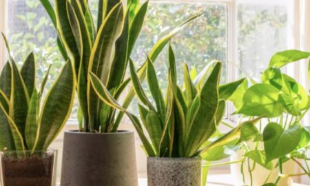kelebihan pokok snake plant