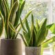 kelebihan pokok snake plant