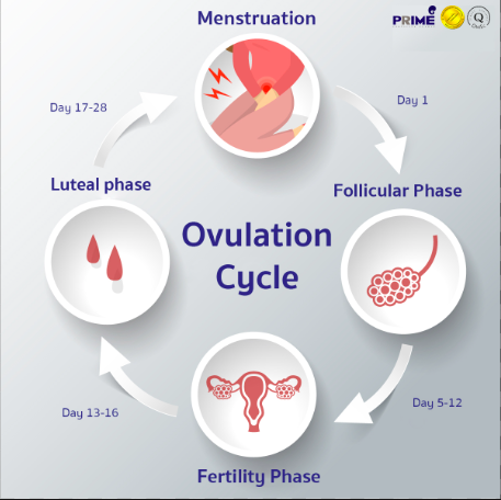 tanda ovulasi wanita