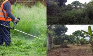 tips potong rumput