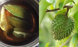 petua daun durian belanda
