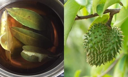 petua daun durian belanda