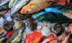 jenis-jenis ikan