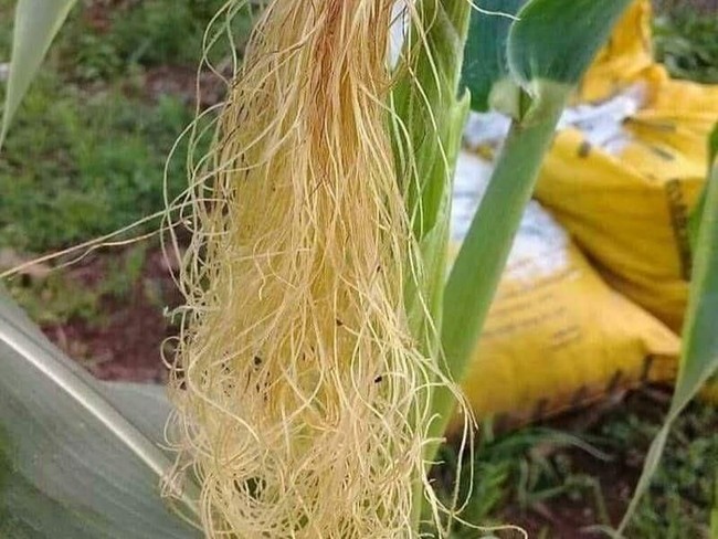 air rebusan rambut jagung