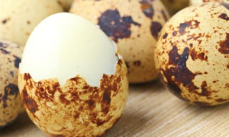 khasiat telur puyuh