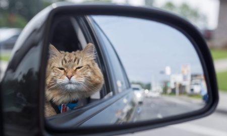 tips bawa kucing travel