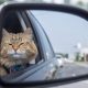 tips bawa kucing travel