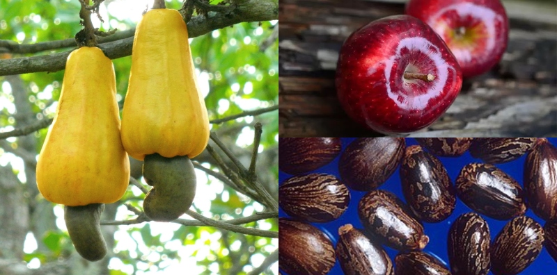 buah beracun