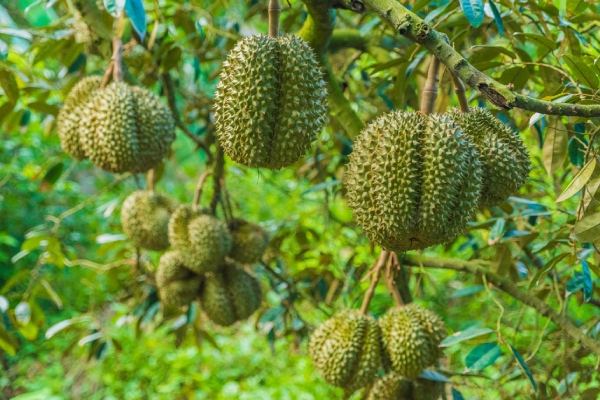 tips memilih buah durian