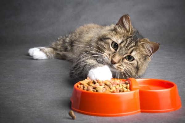 makanan kucing tak boleh makan