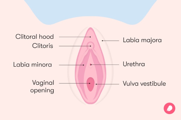 bentuk-bentuk vagina