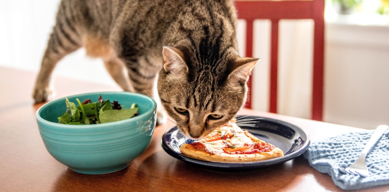 makanan kucing tak boleh makan