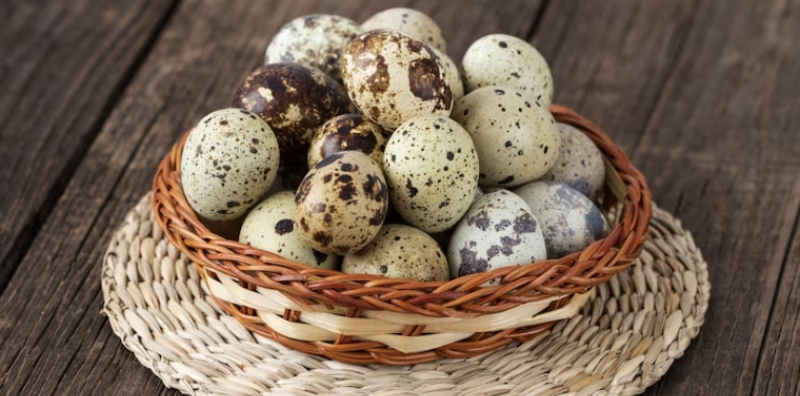 khasiat telur puyuh