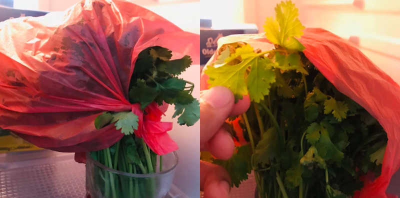 cara simpan daun ketumbar