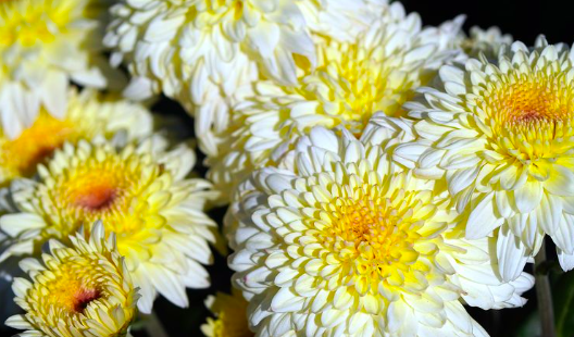 teh bunga chrysanthemum