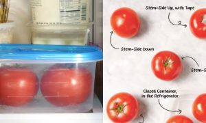 simpan tomato tahan lama