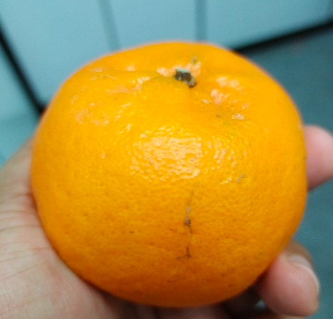 buah limau mandarin