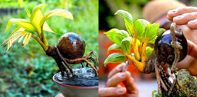 bonsai kelapa