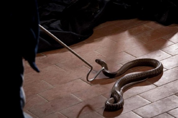 ular masuk rumah