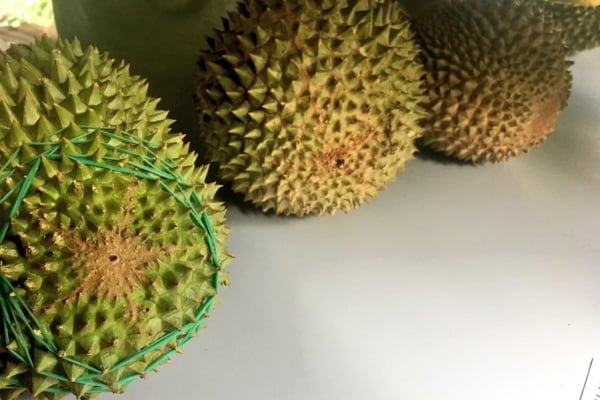 ciri-ciri durian musang king