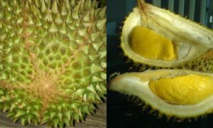 ciri-ciri durian musang king