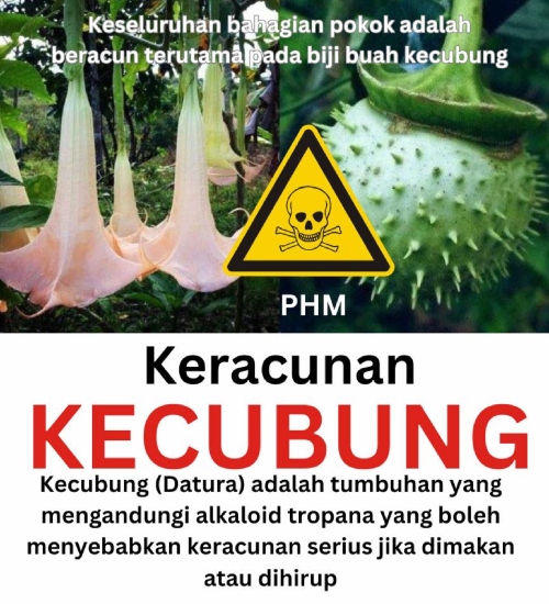 pokok kecubung