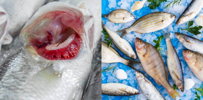 cara pilih ikan segar