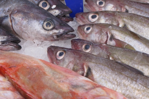 ikan segar