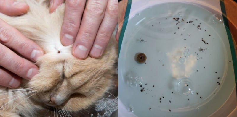 cara menghilangkan kutu kucing