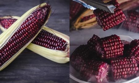 jagung ungu