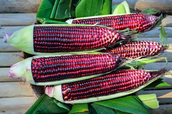 jagung ungu