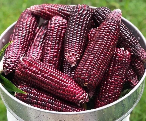 jagung ungu