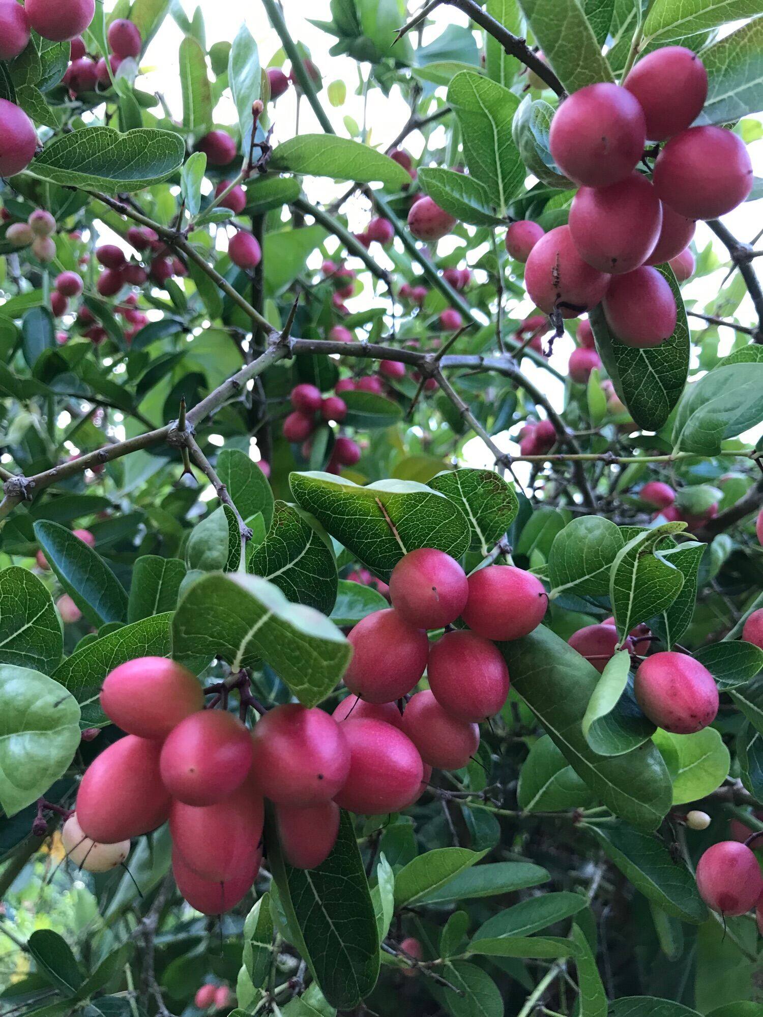 9 Buah Rare Di Malaysia, Jarang Jumpa Tapi Sedap