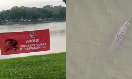 BUAYA LIAR
