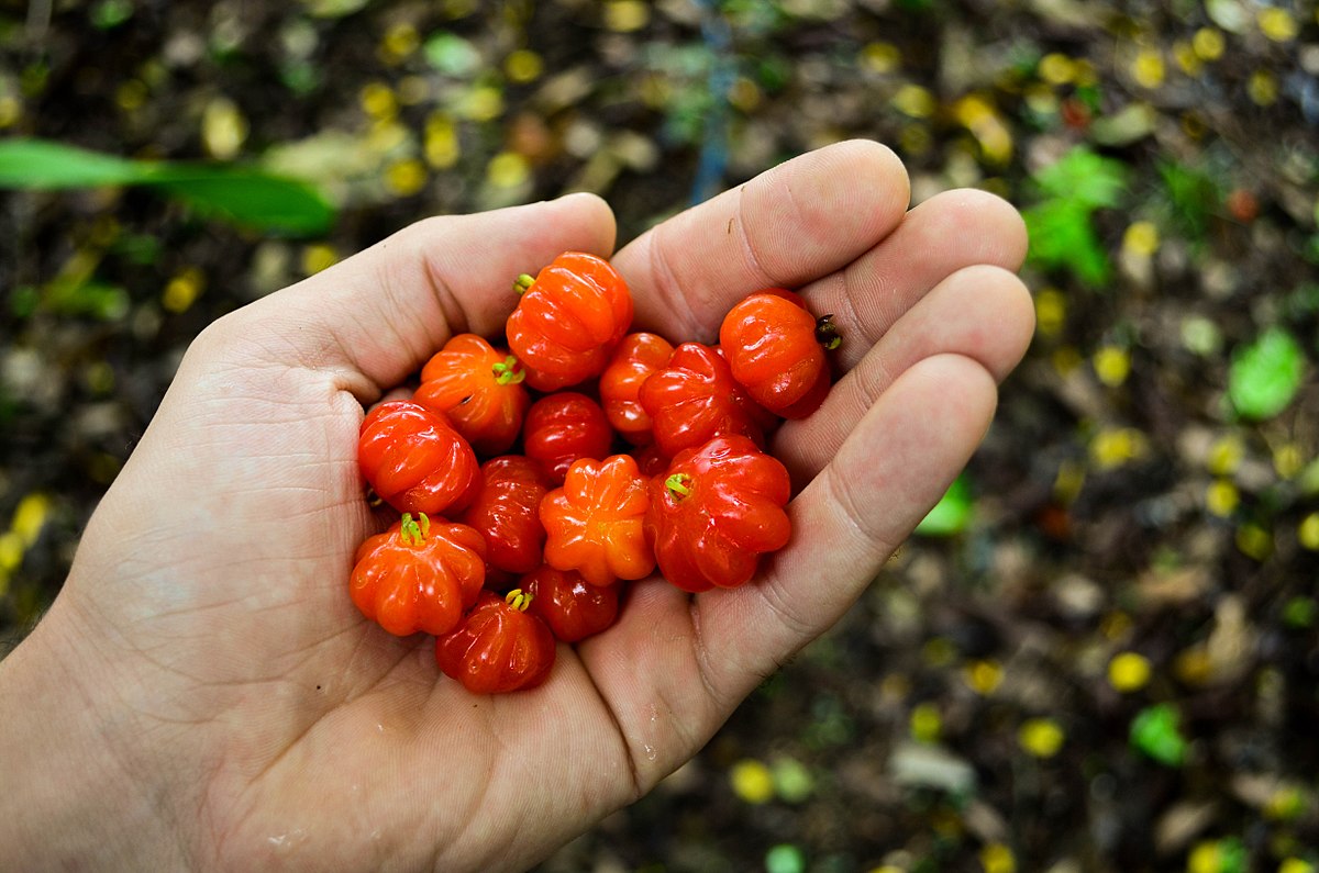 9 Buah Rare Di Malaysia, Jarang Jumpa Tapi Sedap